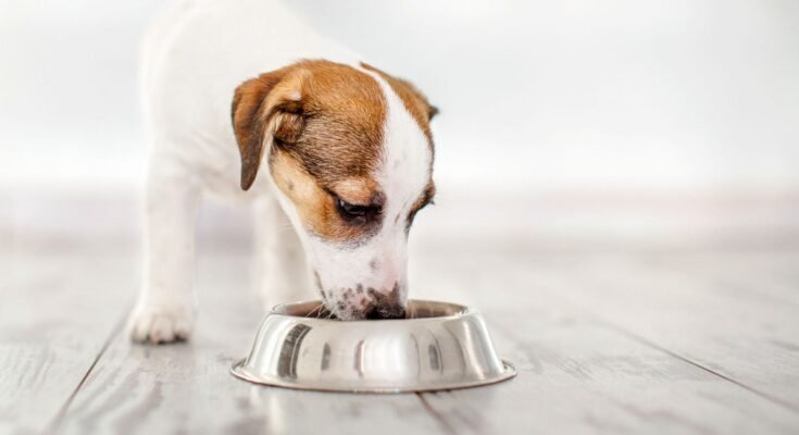 Tips for Finding the Best Dog Food