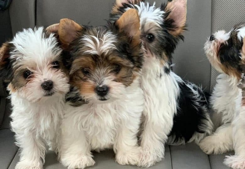 Everything You Should Know Before Adopting Miniature Yorkies: A Guide to Your New Best Friend