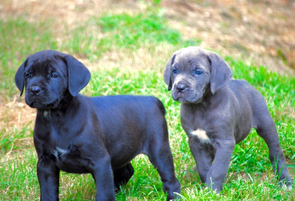 Everything You Need to Know About Cane Corso Puppies for Sale: Tips for a Successful Adoption